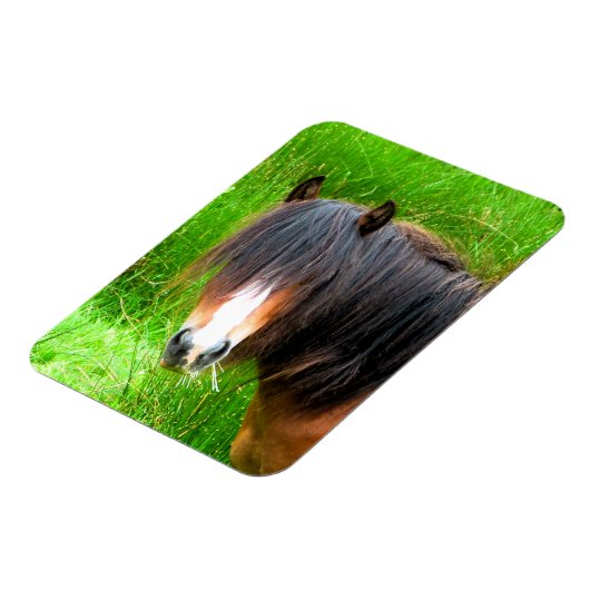 PFERDE MAGNET (Linke Seite)