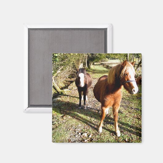 PFERDE MAGNET (Vorderseite/Rückseite)