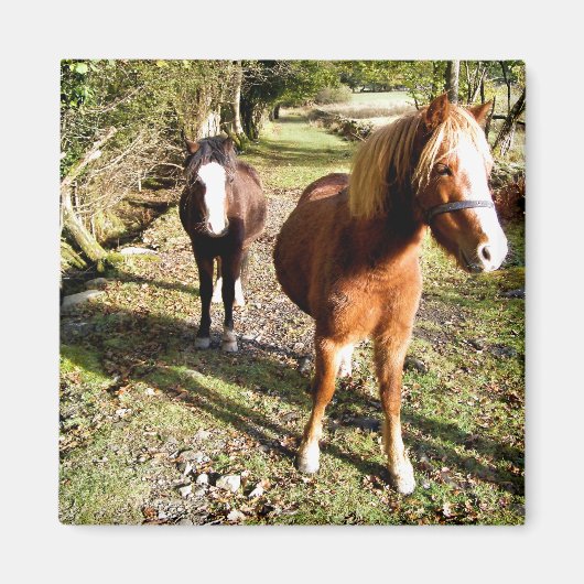 PFERDE MAGNET (Vorne)