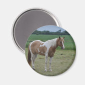 Pferde Magnet (Vorderseite/Rückseite)