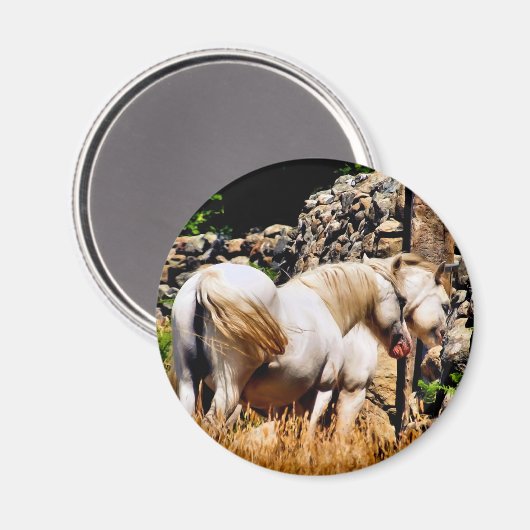 PFERDE MAGNET (Vorderseite/Rückseite)