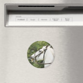 PFERDE MAGNET (In Situ (Geschirrspüler))