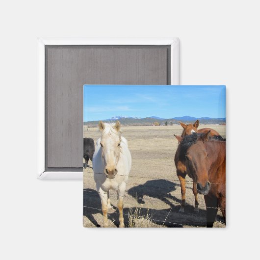 Pferde Magnet (Vorderseite/Rückseite)