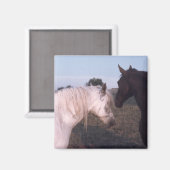 Pferde Magnet (Vorderseite/Rückseite)