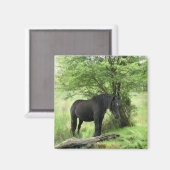 PFERDE MAGNET (Vorderseite/Rückseite)