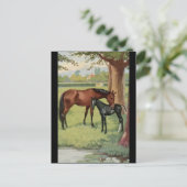 Pferde Mare Foal Reittiere Bild Postkarte (Stehend Vorderseite)