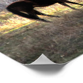 Pferde mit Bären im Hintergrund Foto Poster (Ecke)