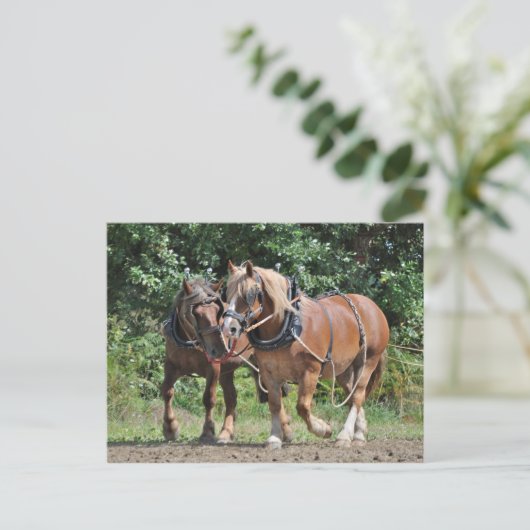 Pferde mit Haltekarte Postkarte (Stehend Vorderseite)