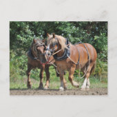 Pferde mit Haltekarte Postkarte (Vorderseite)