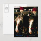 Pferde mit Kopfbedeckung Postkarte (Vorne/Hinten)