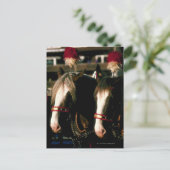 Pferde mit Kopfbedeckung Postkarte (Stehend Vorderseite)