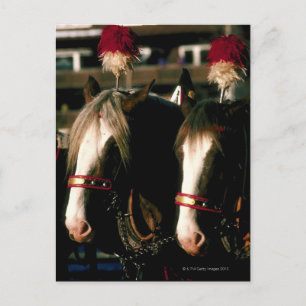 Pferde mit Kopfbedeckung Postkarte