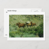 Pferde mit Postkarte (Vorne/Hinten)