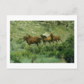 Pferde mit Postkarte (Vorderseite)