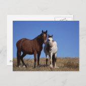 Pferde mit Sky Background Postkarte (Vorne/Hinten)