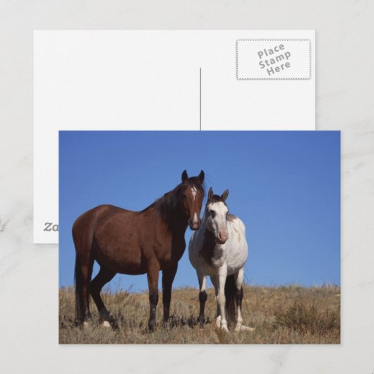 Pferde mit Sky Background Postkarte (Vorne/Hinten)