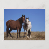 Pferde mit Sky Background Postkarte (Vorderseite)
