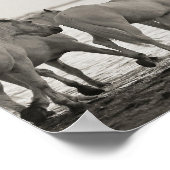 Pferde, Ozeanfotografie, Schwarzweiß Poster (Ecke)