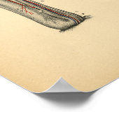 Pferde Pelvic Leg Anatomie 1908 Vintag Print Poster (Ecke)