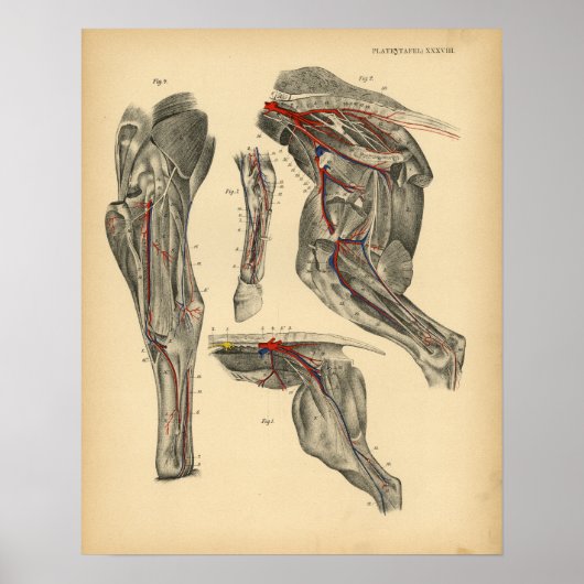 Pferde Pelvic Leg Anatomie 1908 Vintag Print Poster (Vorne)