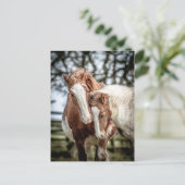 Pferde/Ponys Postkarte (Stehend Vorderseite)