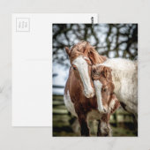 Pferde/Ponys Postkarte (Vorne/Hinten)
