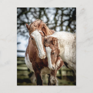 Pferde/Ponys Postkarte