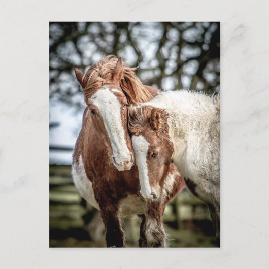 Pferde/Ponys Postkarte (Vorderseite)