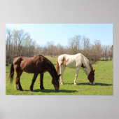 Pferde Poster (Vorne)