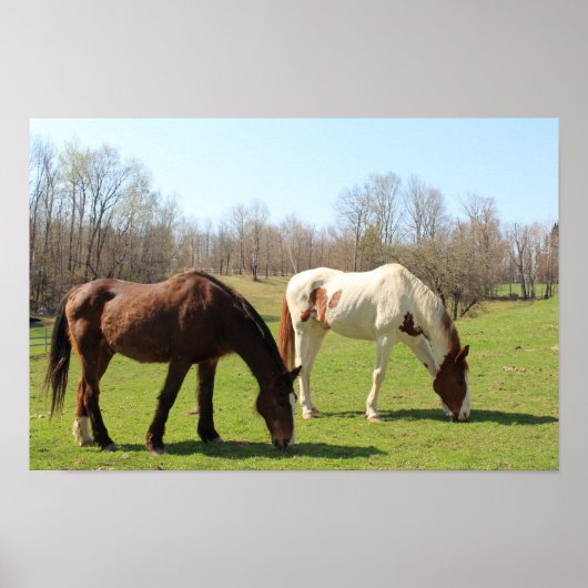 Pferde Poster (Vorne)