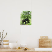 PFERDE POSTER (Küche)