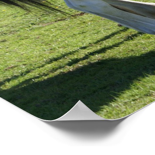 Pferde Poster (Ecke)