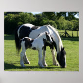 Pferde Poster (Vorne)
