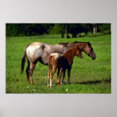 Pferde Poster (Vorne)
