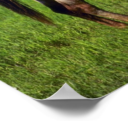 Pferde Poster (Ecke)