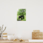 PFERDE POSTER (Küche)