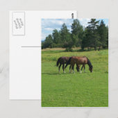 Pferde Postkarte (Vorne/Hinten)