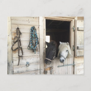 Pferde Postkarte