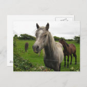 Pferde Postkarte (Vorne/Hinten)