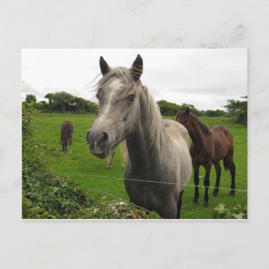 Pferde Postkarte (Vorderseite)