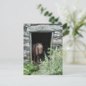 PFERDE POSTKARTE (Stehend Vorderseite)