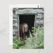 PFERDE POSTKARTE (Vorne/Hinten)