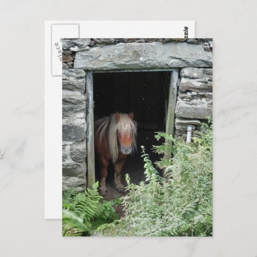 PFERDE POSTKARTE (Vorne/Hinten)