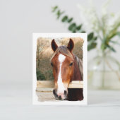 PFERDE POSTKARTE (Stehend Vorderseite)