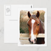 PFERDE POSTKARTE (Vorne/Hinten)
