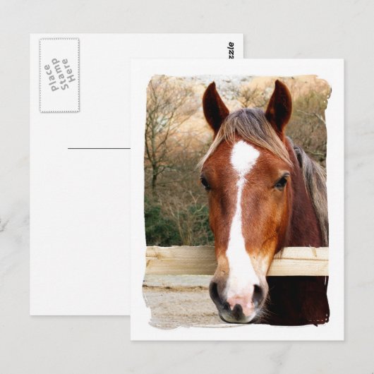 PFERDE POSTKARTE (Vorne/Hinten)