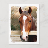 PFERDE POSTKARTE (Vorderseite)