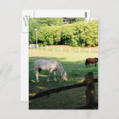 Pferde Postkarte (Vorne/Hinten)