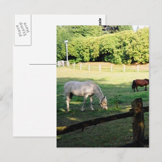 Pferde Postkarte (Vorne/Hinten)