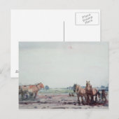 Pferde Postkarte (Vorne/Hinten)